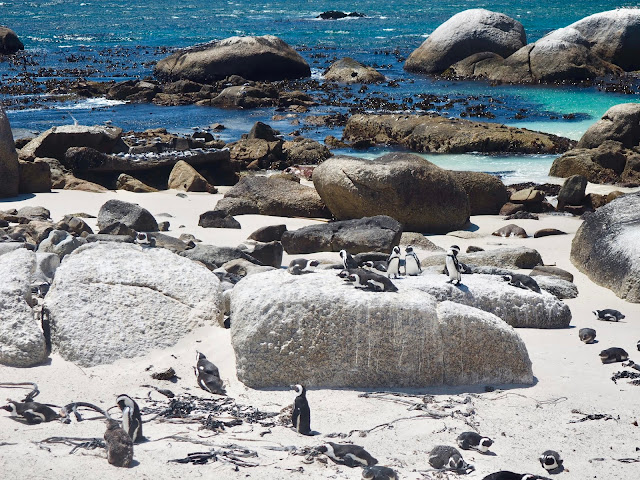 African penguin colony on Boulders Beach, Simonstown, Cape Peninsula, South Africa