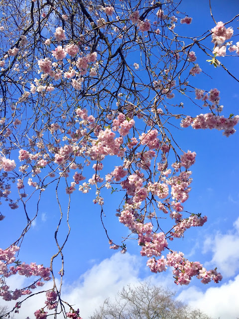 Cherry blossom in Kelvingrove Park, Glasgow, Scotland