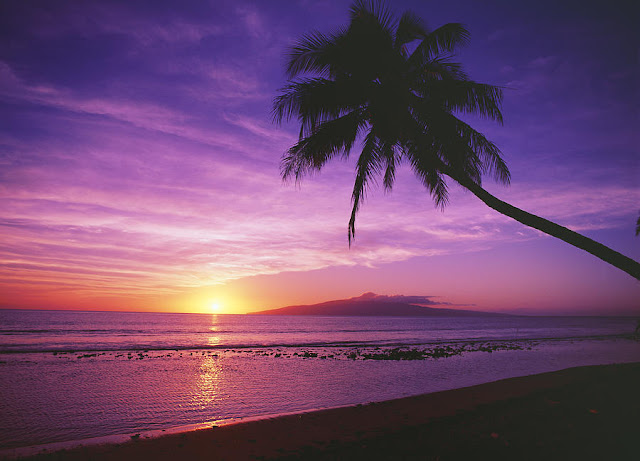 Purple beach sunset with palm tree