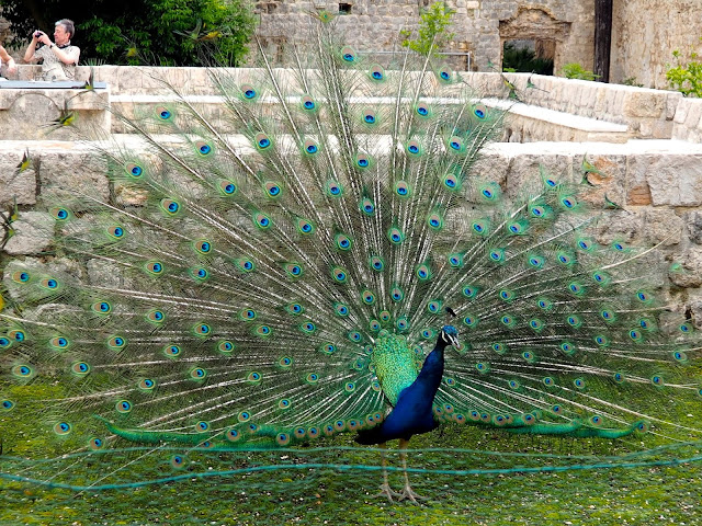 Peacock on Lokrum Island, Dubrovnik, Croatia