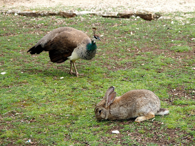 Rabbit and peahen on Lokrum Island, Dubrovnik, Croatia