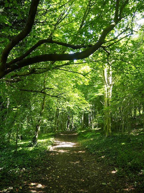 Forest path around Eastern Craiglockhart Hill, Edinburgh