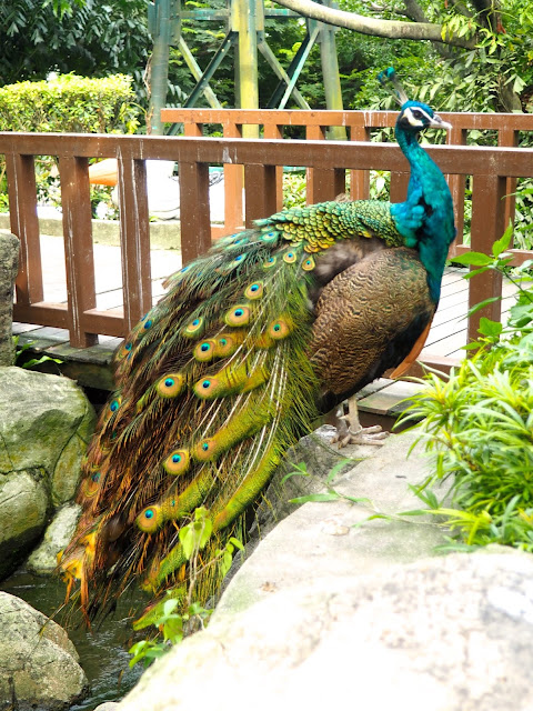 Peacock in the Bird Park, Kuala Lumpur, Malaysia