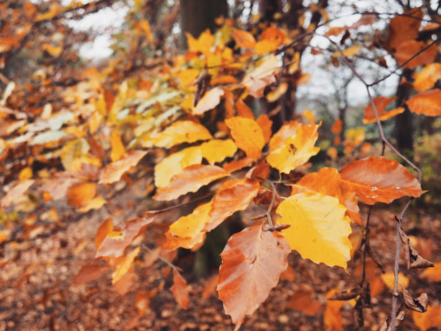 Musings on autumn featured photo
