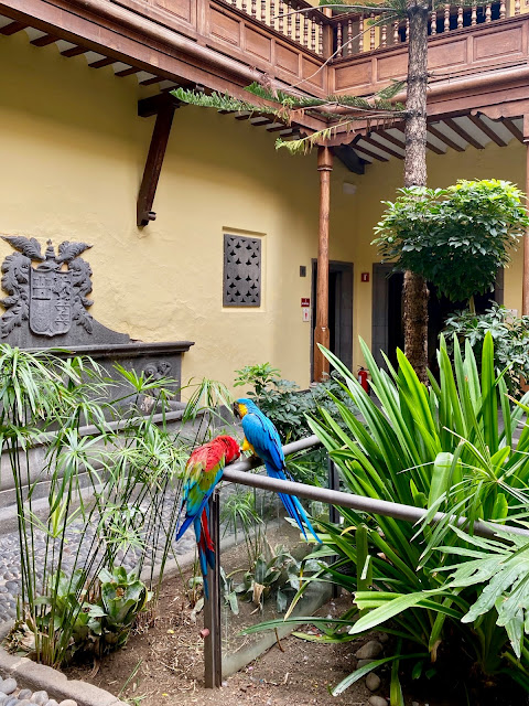 Macaws in the courtyard of the Casa de Colon, Las Palmas, Gran Canaria, Spain