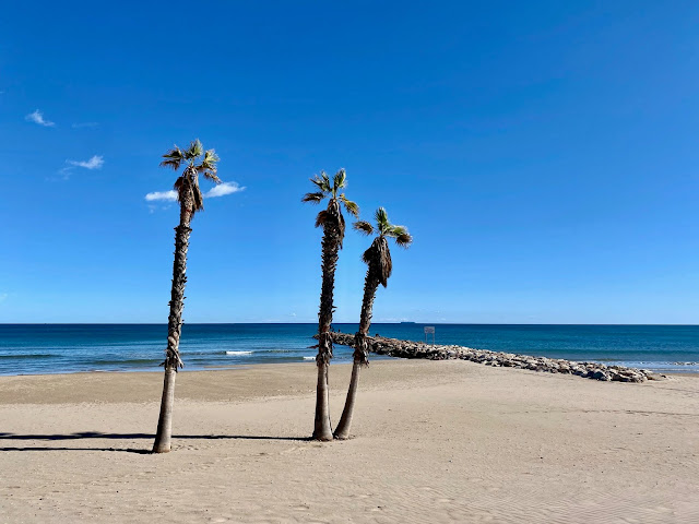 Palm trees on the beach in Valencia, Spain
