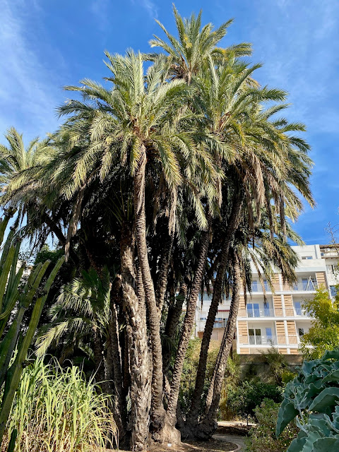 Palm trees in the Botanic Gardens, Valencia, Spain