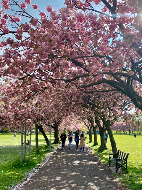 Spring time pink cherry blossom avenue of trees in the Meadows, Edinburgh, Scotland