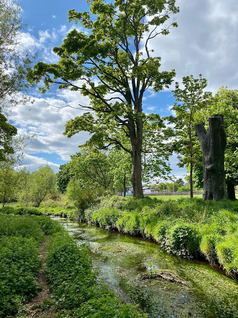 Trees in a park on the shores of the Braid Burn river in the south of Edinburgh, Scotland