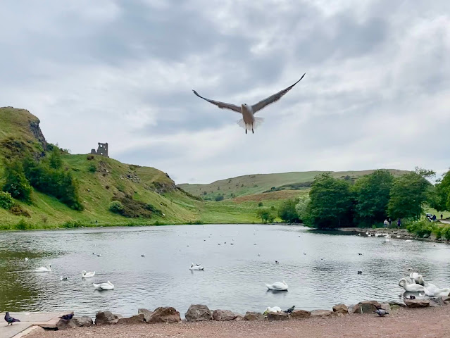 St Margaret's Loch, with swans and a seagull, in Holyrood Park, Edinburgh, Scotland