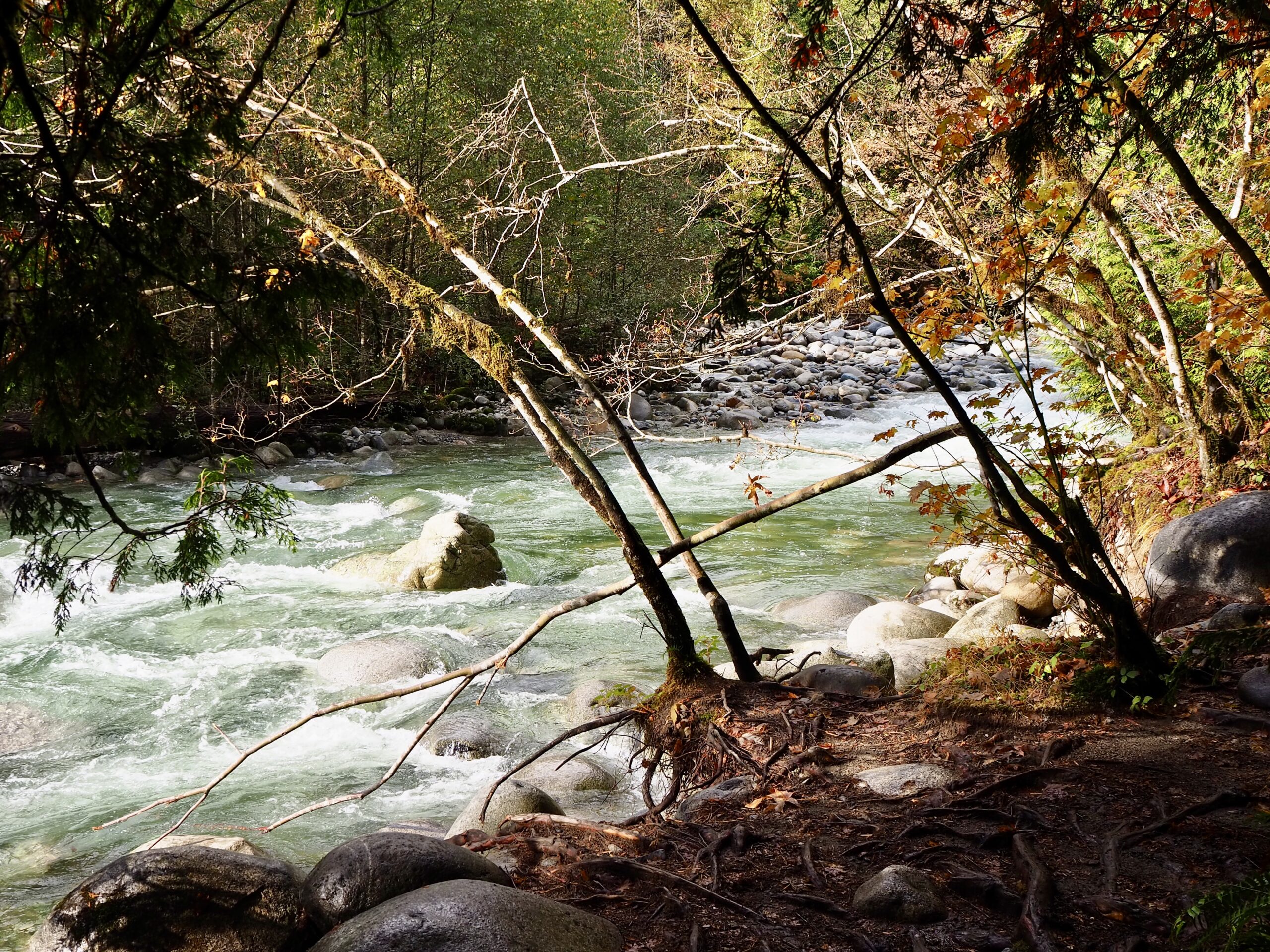 Lynn Canyon Hike feature photo - Vancouver, Canada