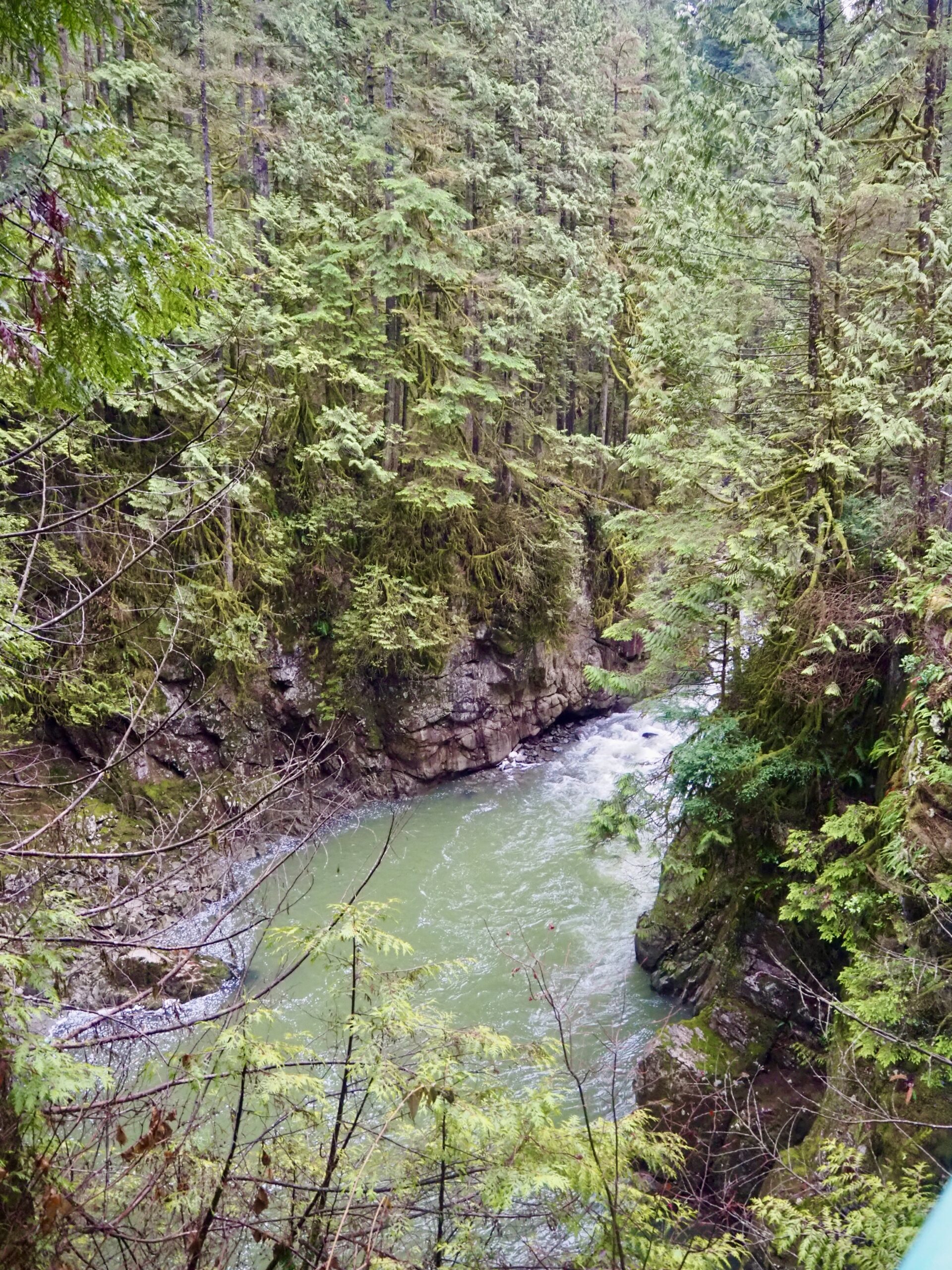Capilano River Park Hike | Vancouver | Just Muddling Through Life