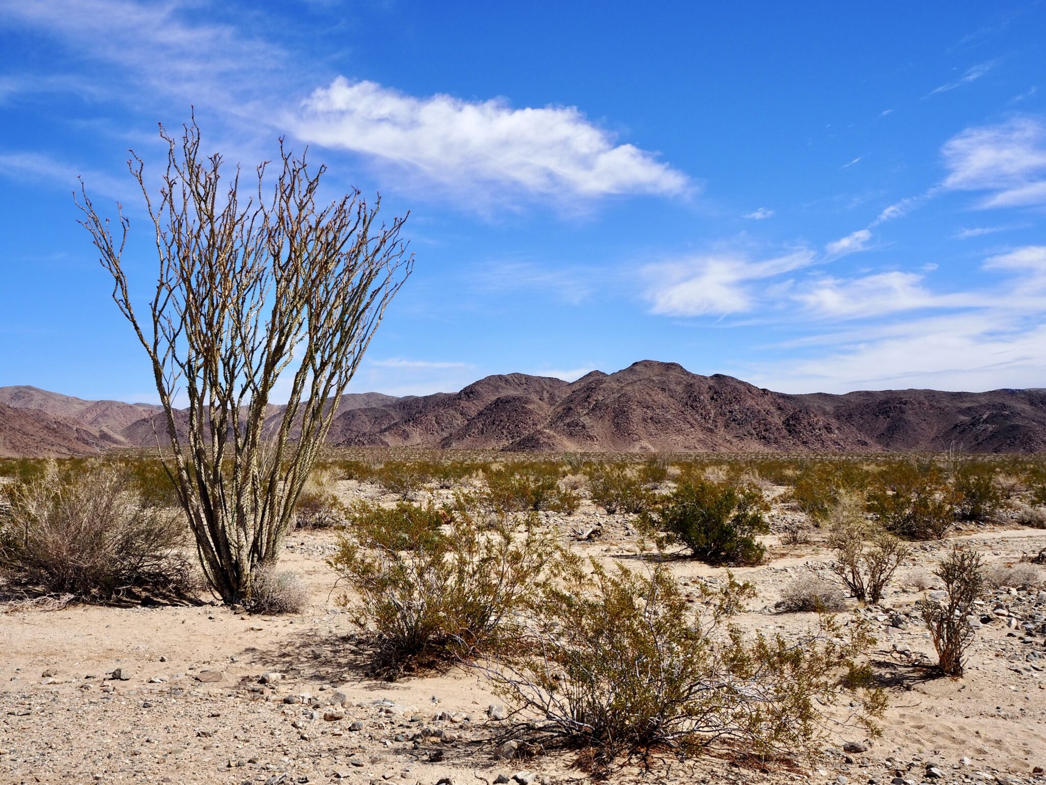 Weekend Trip to Joshua Tree | California | Just Muddling Through Life