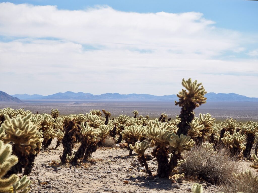 Day One of a Long Weekend Trip to Joshua Tree