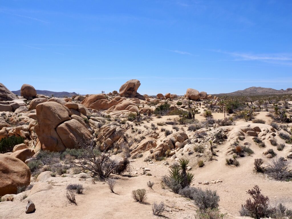 Desert scenes from a weekend trip to Joshua Tree National Park, California