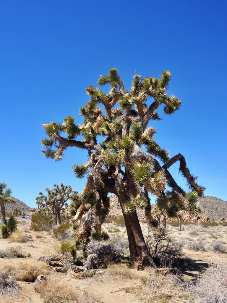Day Two of a long weekend trip to Joshua Tree National Park, California