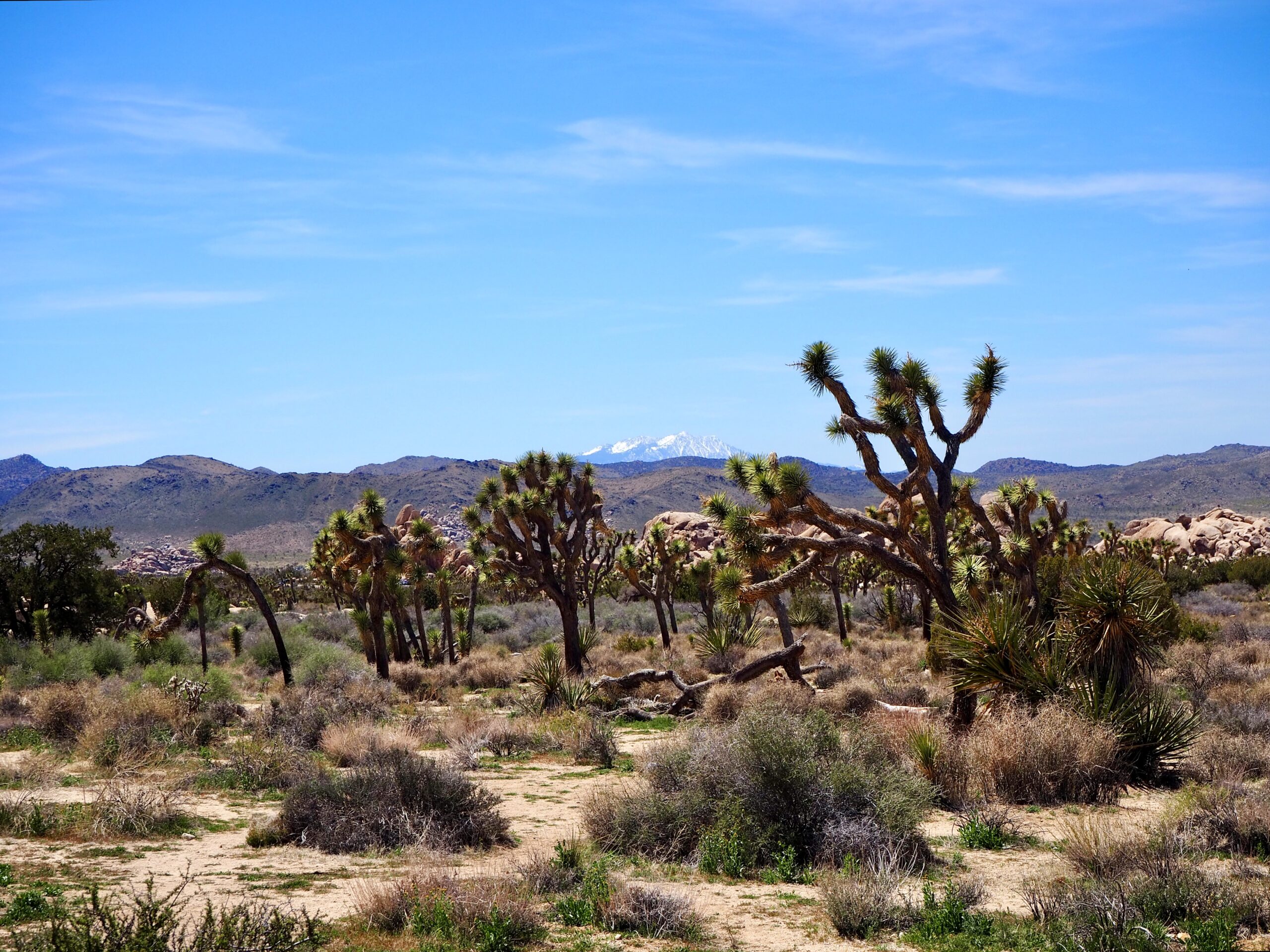 Feature photo - a weekend trip to Joshua Tree, California