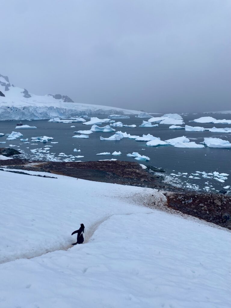 Antarctica Expedition, Western Peninsulra - second feature photo - Gentoo penguin walking downhill through snow on Cuverville Island with icebergs in the bay behind