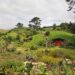 Long Weekend in Tauranga feature cover photo - Hobbiton movie set tour, hobbit holes built in the hills of the Shire