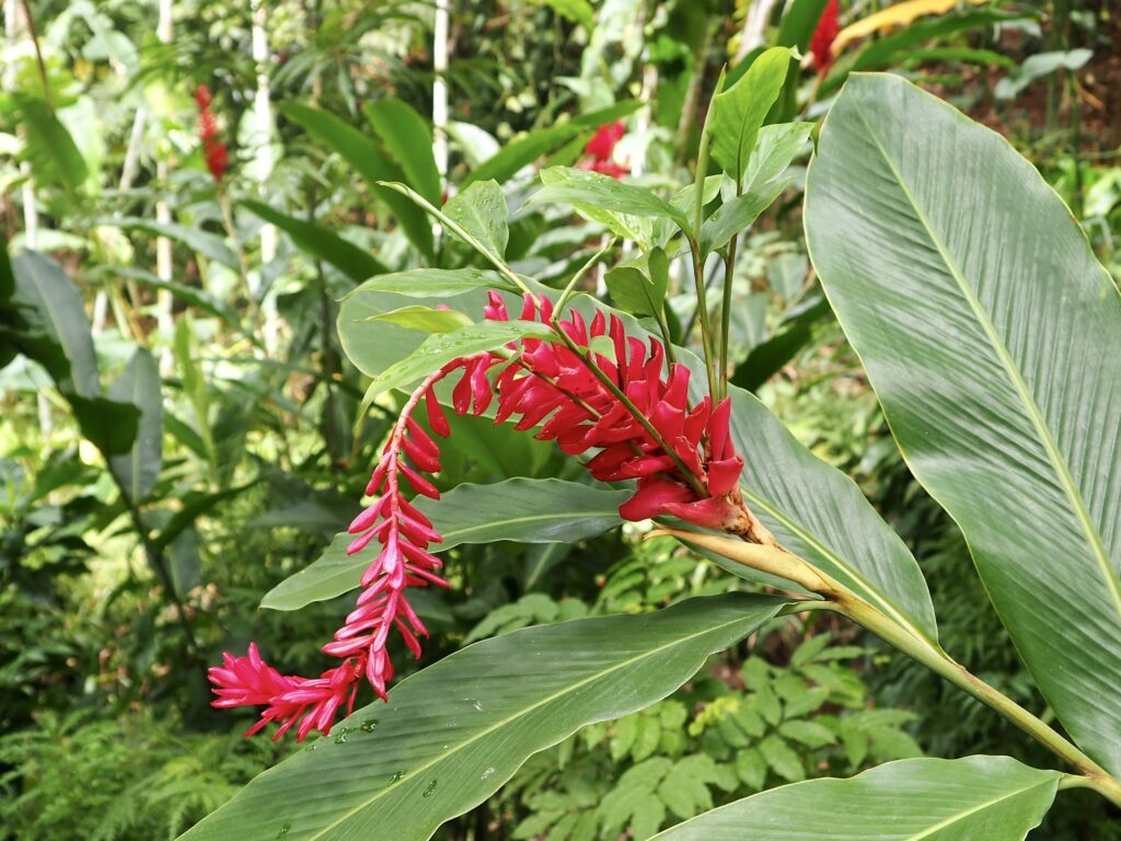 Highlights of Fiji - second feature photo - red flower close-up in the Garden of the Sleeping Giant