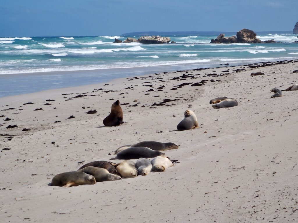 Weekend on Kangaroo Island - second feature photo - Australian sea lions on the beach at Seal Bay