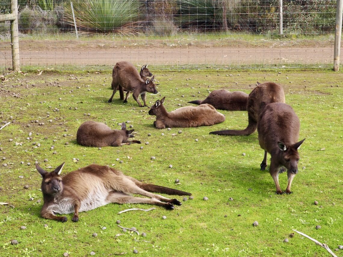 A Weekend on Kangaroo Island - feature photo - mob of kangaroos in the wildlife park