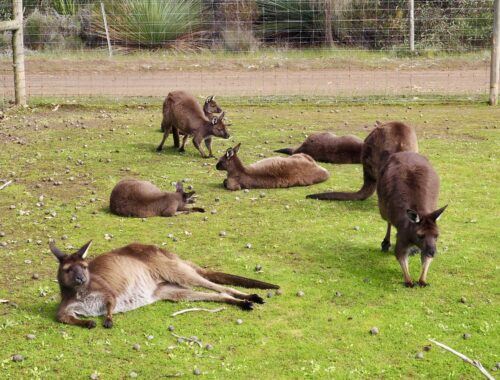 A Weekend on Kangaroo Island - feature photo - mob of kangaroos in the wildlife park