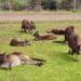 A Weekend on Kangaroo Island - feature photo - mob of kangaroos in the wildlife park