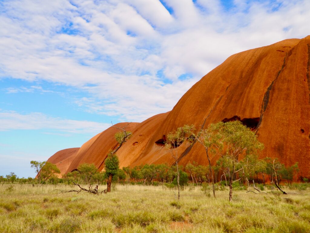 A Week in Australia's Red Centre - second feature photo - partial view of Uluru from the Base Walk, with desert oaks and grass in the foreground