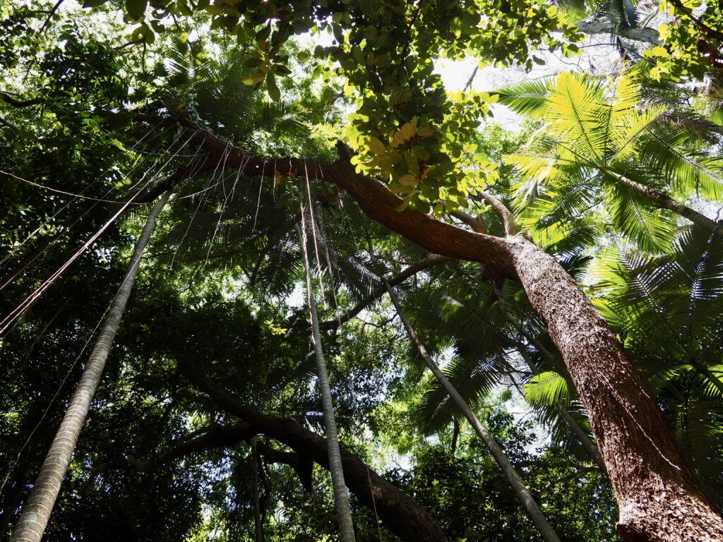 A Week in North Queensland - second feature photo - looking up at a tree with hanging vines in the prehistoric rainforest of Cairns Botanic Gardens, Australia