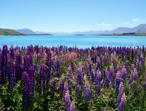Highlights of Lake Tekapo - feature photo - pink and purple lupins in the foreground with the bright blue Lake Tekapo in the middle ground and snow-capped mountains along the horizon - New Zealand