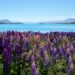 Highlights of Lake Tekapo - feature photo - pink and purple lupins in the foreground with the bright blue Lake Tekapo in the middle ground and snow-capped mountains along the horizon - New Zealand