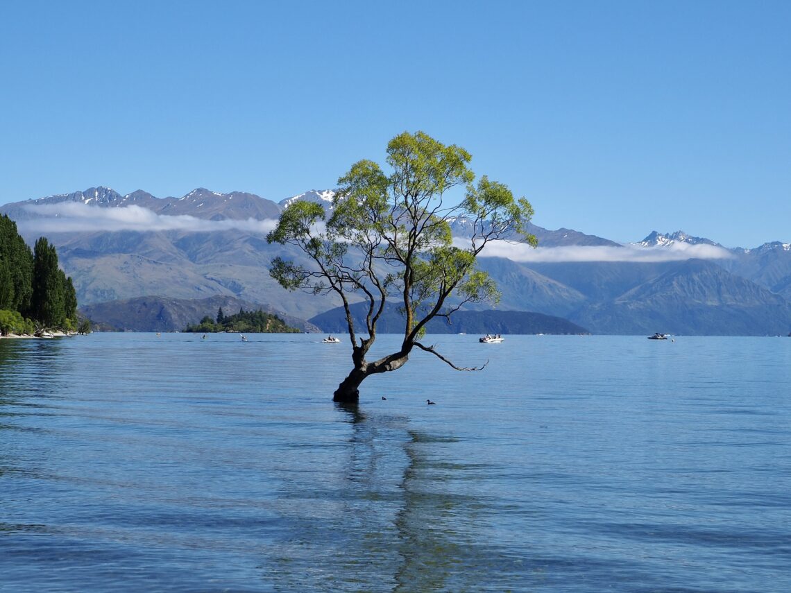 A Week in Wānaka - feature photo - That Wānaka tree growing in the lake with snow-capped mountains in the background - New Zealand, South Island