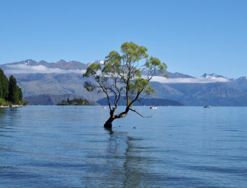A Week in Wānaka - feature photo - That Wānaka tree growing in the lake with snow-capped mountains in the background - New Zealand, South Island